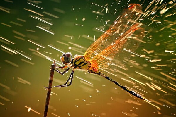 The dragonfly is holding on to a thin reed