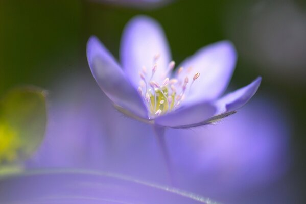 Blauer unscharfer Fokus ein ra Blume Mitte