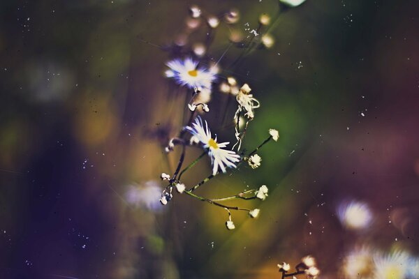 Foto macro de otoño de margaritas brillantes