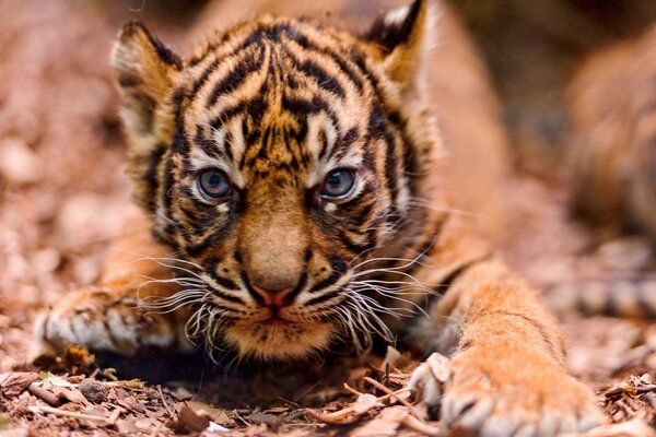 Schnauze eines schleichenden kleinen Tigers