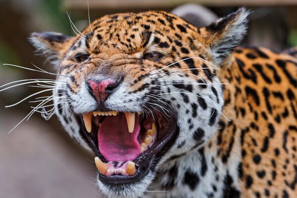 Un sourire prédateur avec des crocs de Jaguar