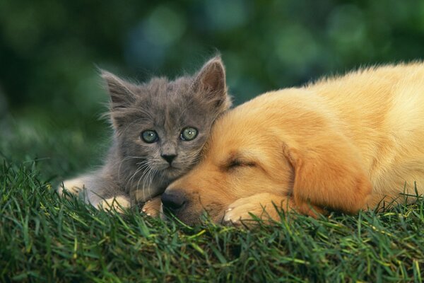 Labrador et son petit ami à fourrure