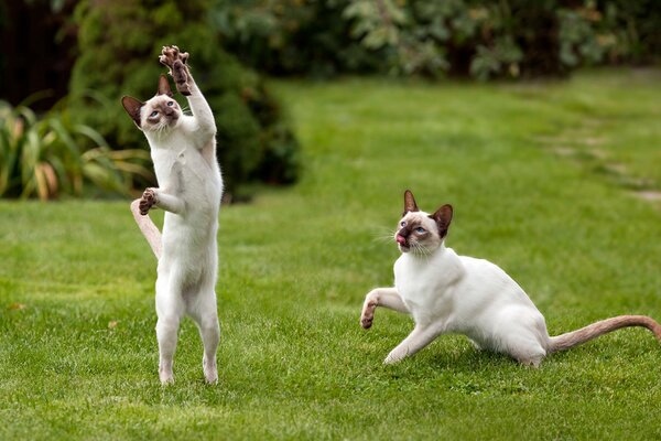 A couple of cats play in a green meadow