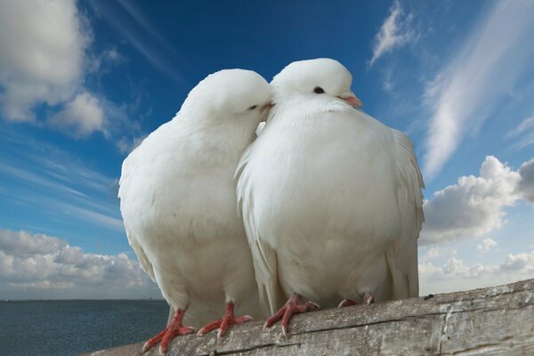 Doves white clouds kiss couple tenderness