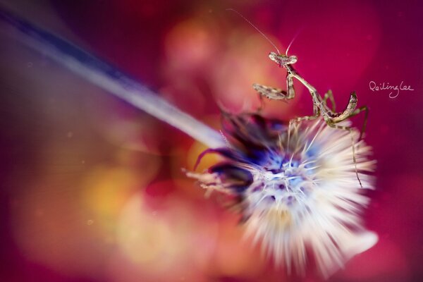 Mantis bailando en una flor esponjosa