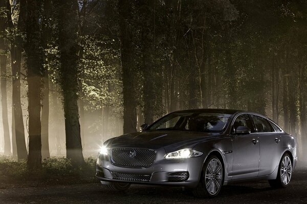 Jaguar gris au milieu de la forêt de nuit