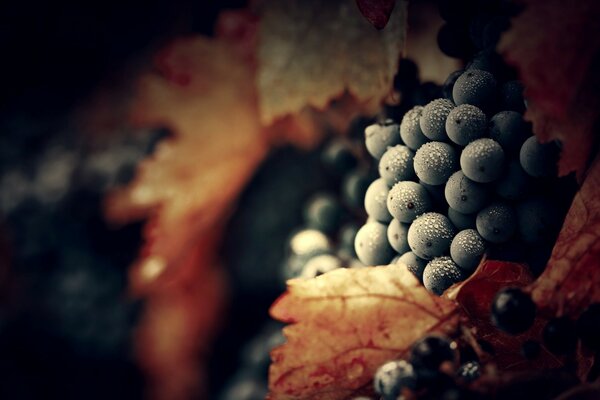 Bayas, uvas maduras, hojas amarillas