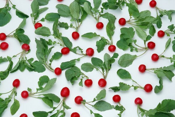 On a white background radish in the tops