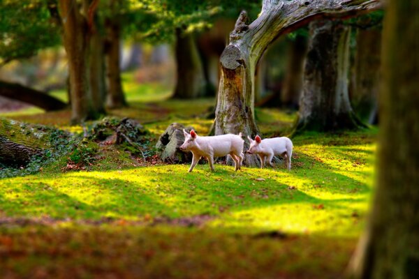 Piccoli maialini rosa in una passeggiata