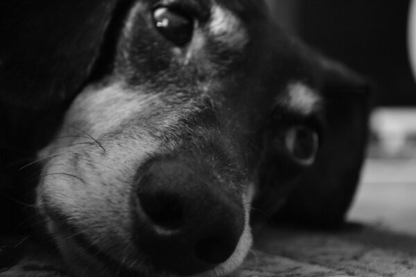 Dachshund gets bored in black and white