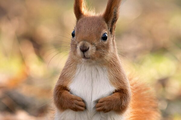 Fluffy squirrel close-up on the background of a blurred forest