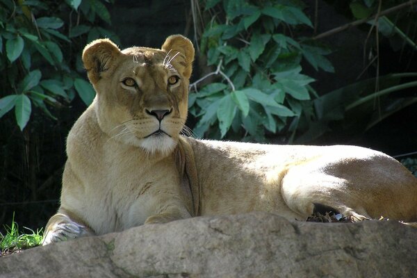 Lionne avec un regard alerte se trouve