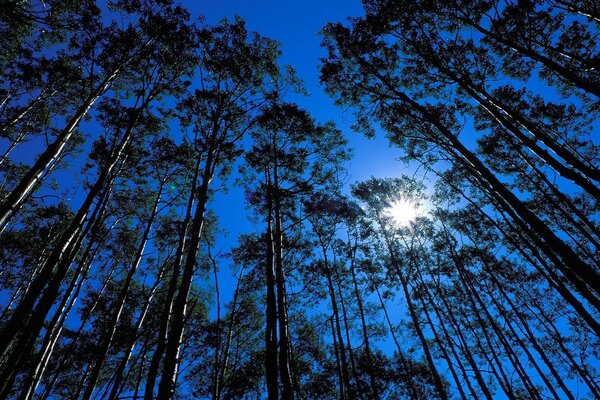 Luz a través de árboles altos y uniformes