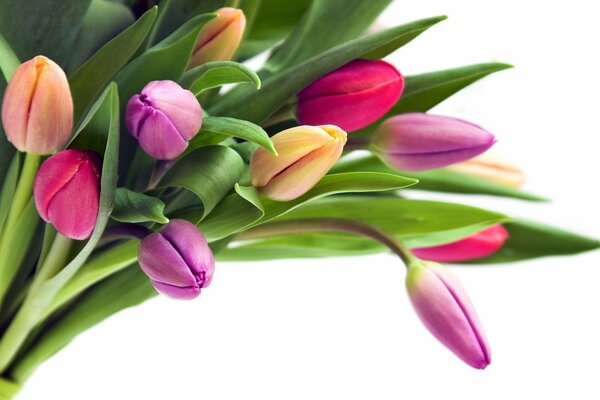 Mazzo di fiori di tulipani gemme colorate