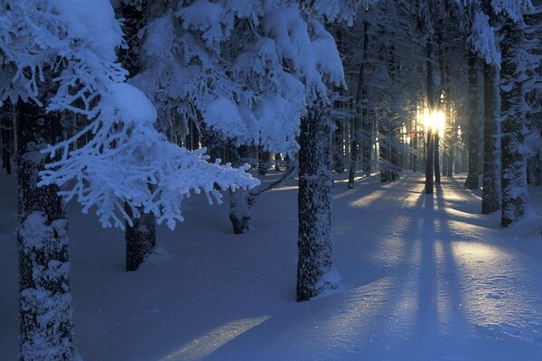 El sol brilla a través de los árboles en invierno