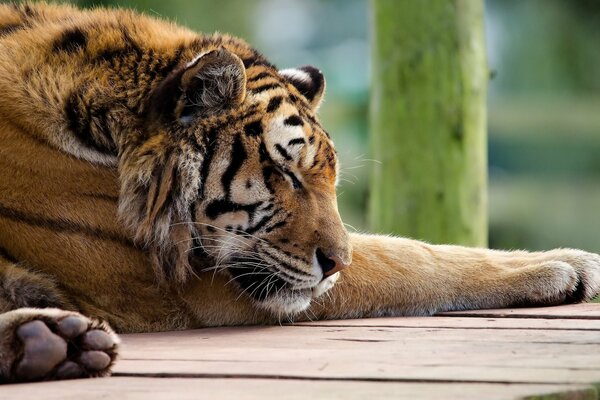 Tigre paresseux dort museau sur ses pattes