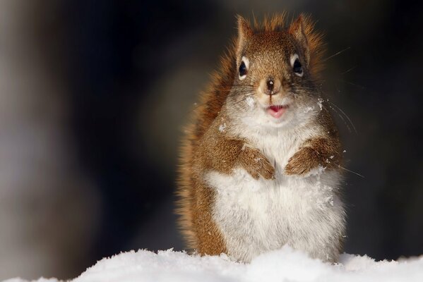 A squirrel sits in the snow and looks at the camera