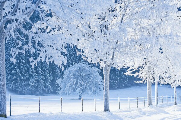 Cerca y árboles en la nieve