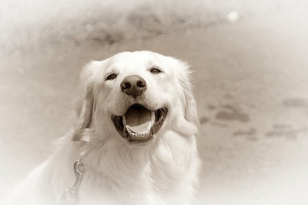 Gentile Retriever su sfondo bianco