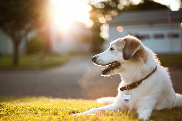 A dog in the warm street light