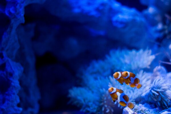 Bright fish. Beautiful algae in the aquarium