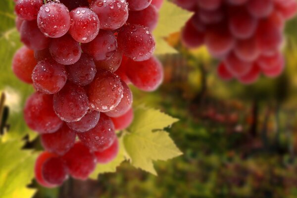 Bunches of grapes in dew drops and foliage