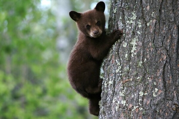 Braunbär auf einem Baum auf einem Hintergrund von grünen Blättern