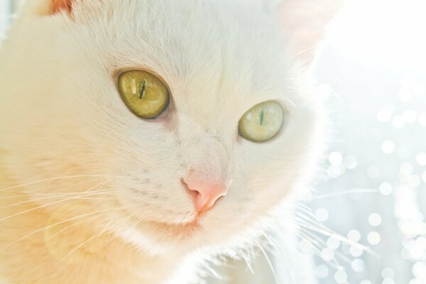 White cat with yellow eyes