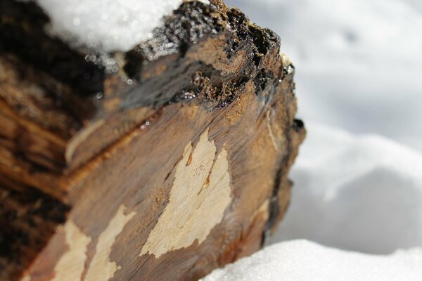 A picturesque stump among snowdrifts