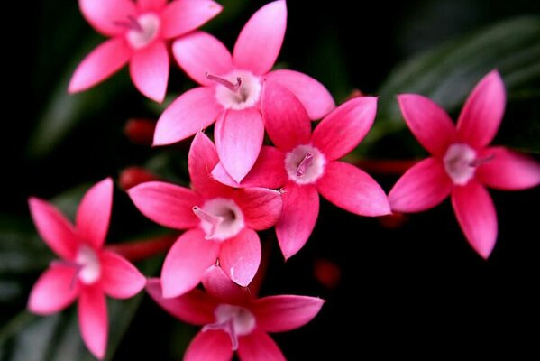 Hermosas flores Rosadas sobre fondo negro