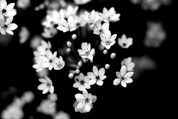 Natura, czarno białe kwiaty rozmycie tła