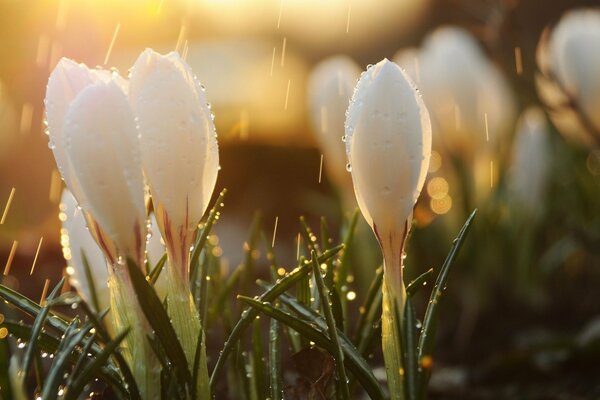 Frische Morgenblumen mit Tau