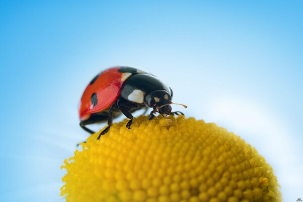 Coccinella su un fiore su uno sfondo di cielo blu