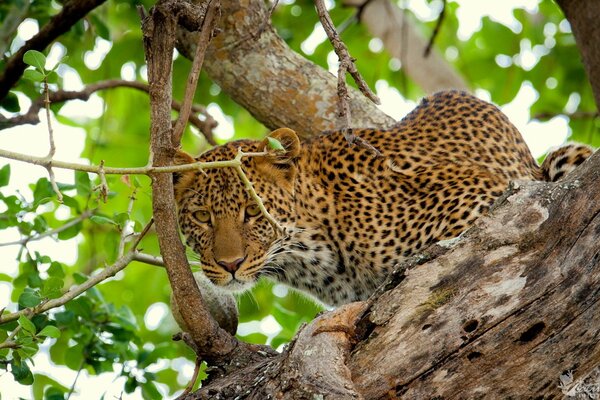 Der Blick eines Leoparden durch das Laub eines Baumes