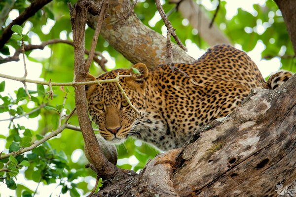 Vista del leopardo attraverso il fogliame dell albero