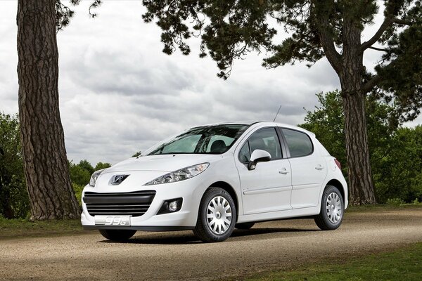 Peugeot-Auto in weißer Farbe auf Naturhintergrund