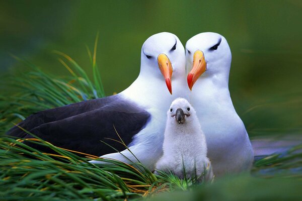 Famille des toucans dans un nid dans l herbe verte