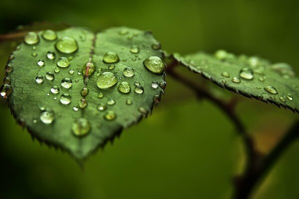 Morning dew on leaves in the forest