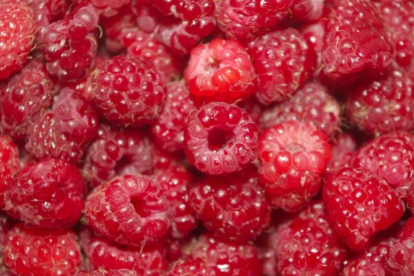 Lots of sweet delicious raspberries