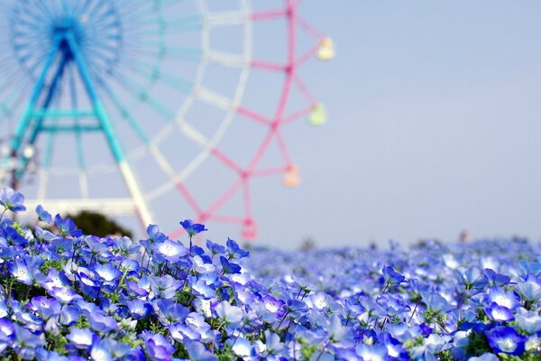 Délicates petites fleurs bleues sur fond de grande roue