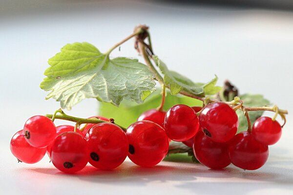 Red sweet currant photo