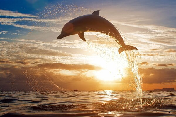 Dauphin sur fond de coucher de soleil avec des éclaboussures d eau