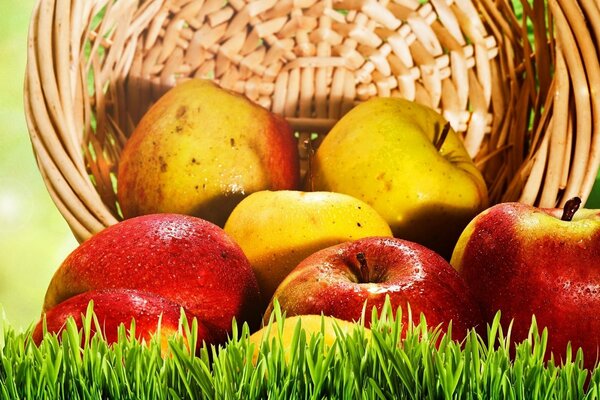 Red and yellow apples rolled out of the basket