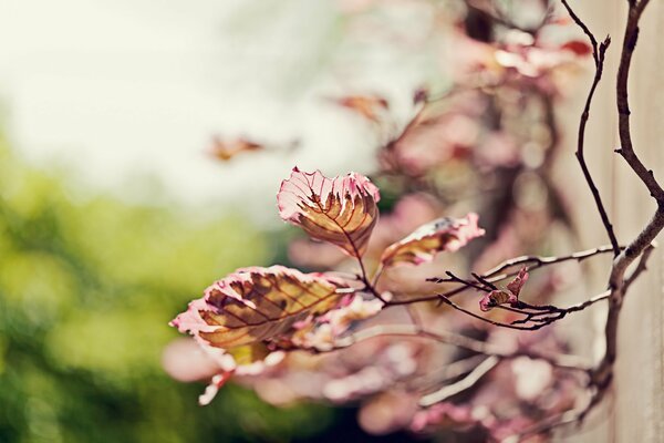 A leaf on a twig is caught in focus