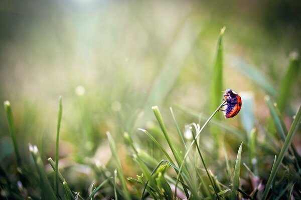 Foto macro di una coccinella sulla punta dell erba