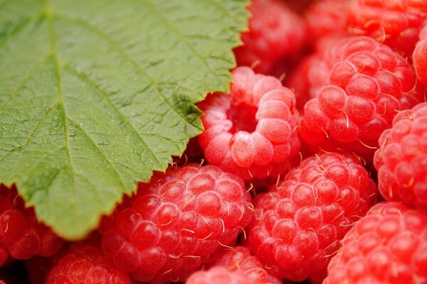 Yummy in the form of raspberries covered with a green leaf