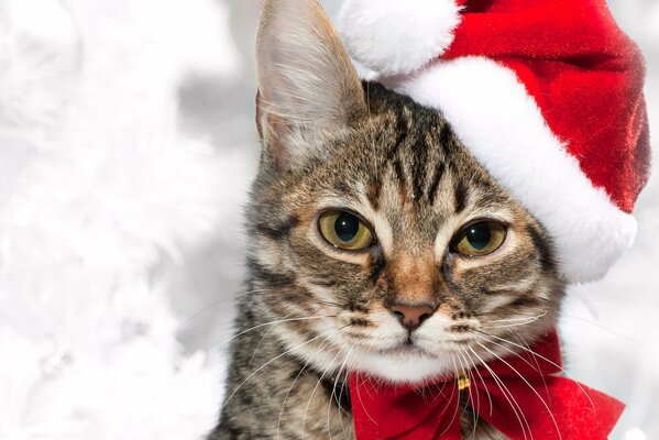 Chat dans le chapeau rouge du père Noël et un arc