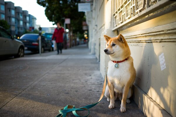 A furry good friend is waiting for the owner