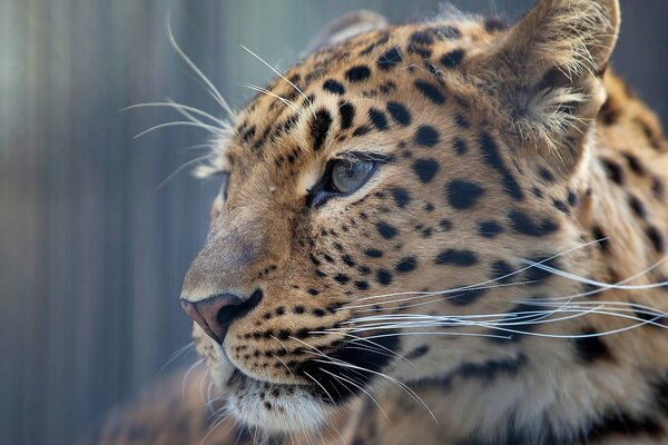 Hermoso hocico de leopardo con bigote de perfil