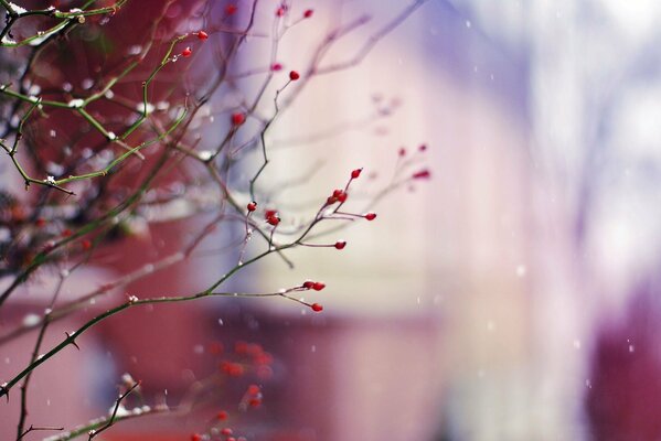 Baies d hiver sur une branche avec la neige qui tombe